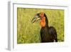 Southern Ground Hornbill, Kruger National Park, South Africa-Paul Souders-Framed Photographic Print