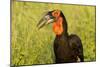 Southern Ground Hornbill, Kruger National Park, South Africa-Paul Souders-Mounted Photographic Print