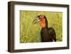 Southern Ground Hornbill, Kruger National Park, South Africa-Paul Souders-Framed Photographic Print