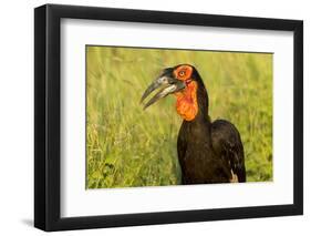 Southern Ground Hornbill, Kruger National Park, South Africa-Paul Souders-Framed Photographic Print