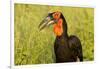 Southern Ground Hornbill, Kruger National Park, South Africa-Paul Souders-Framed Photographic Print