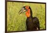 Southern Ground Hornbill, Kruger National Park, South Africa-Paul Souders-Framed Photographic Print