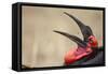 Southern Ground Hornbill Tosses and Catches Maggots While Feeding at Wildebeest Kill-Paul Souders-Framed Stretched Canvas