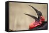 Southern Ground Hornbill Tosses and Catches Maggots While Feeding at Wildebeest Kill-Paul Souders-Framed Stretched Canvas