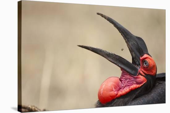 Southern Ground Hornbill Tosses and Catches Maggots While Feeding at Wildebeest Kill-Paul Souders-Stretched Canvas