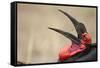 Southern Ground Hornbill Tosses and Catches Maggots While Feeding at Wildebeest Kill-Paul Souders-Framed Stretched Canvas