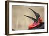 Southern Ground Hornbill Tosses and Catches Maggots While Feeding at Wildebeest Kill-Paul Souders-Framed Photographic Print