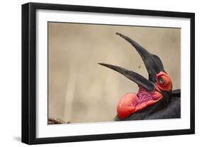 Southern Ground Hornbill Tosses and Catches Maggots While Feeding at Wildebeest Kill-Paul Souders-Framed Photographic Print