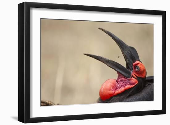 Southern Ground Hornbill Tosses and Catches Maggots While Feeding at Wildebeest Kill-Paul Souders-Framed Photographic Print