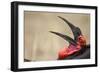 Southern Ground Hornbill Tosses and Catches Maggots While Feeding at Wildebeest Kill-Paul Souders-Framed Photographic Print