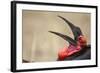 Southern Ground Hornbill Tosses and Catches Maggots While Feeding at Wildebeest Kill-Paul Souders-Framed Photographic Print