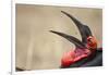 Southern Ground Hornbill Tosses and Catches Maggots While Feeding at Wildebeest Kill-Paul Souders-Framed Photographic Print
