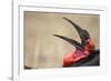 Southern Ground Hornbill Tosses and Catches Maggots While Feeding at Wildebeest Kill-Paul Souders-Framed Photographic Print