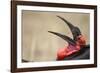 Southern Ground Hornbill Tosses and Catches Maggots While Feeding at Wildebeest Kill-Paul Souders-Framed Photographic Print
