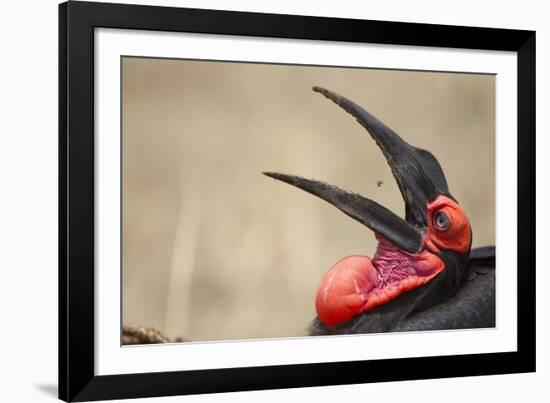 Southern Ground Hornbill Tosses and Catches Maggots While Feeding at Wildebeest Kill-Paul Souders-Framed Photographic Print