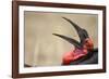 Southern Ground Hornbill Tosses and Catches Maggots While Feeding at Wildebeest Kill-Paul Souders-Framed Photographic Print