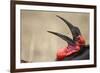 Southern Ground Hornbill Tosses and Catches Maggots While Feeding at Wildebeest Kill-Paul Souders-Framed Photographic Print