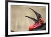 Southern Ground Hornbill Tosses and Catches Maggots While Feeding at Wildebeest Kill-Paul Souders-Framed Photographic Print