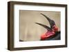 Southern Ground Hornbill Tosses and Catches Maggots While Feeding at Wildebeest Kill-Paul Souders-Framed Photographic Print