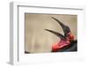 Southern Ground Hornbill Tosses and Catches Maggots While Feeding at Wildebeest Kill-Paul Souders-Framed Photographic Print