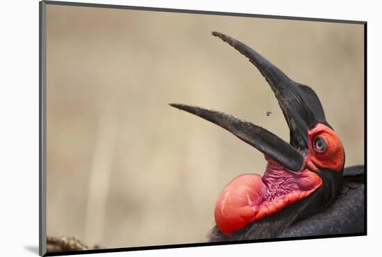 Southern Ground Hornbill Tosses and Catches Maggots While Feeding at Wildebeest Kill-Paul Souders-Mounted Photographic Print