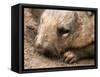 Southern Hairy Nosed Wombat, Australia-David Wall-Framed Stretched Canvas