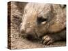 Southern Hairy Nosed Wombat, Australia-David Wall-Stretched Canvas