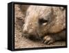 Southern Hairy Nosed Wombat, Australia-David Wall-Framed Stretched Canvas