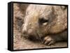 Southern Hairy Nosed Wombat, Australia-David Wall-Framed Stretched Canvas