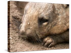 Southern Hairy Nosed Wombat, Australia-David Wall-Stretched Canvas