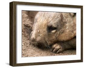 Southern Hairy Nosed Wombat, Australia-David Wall-Framed Premium Photographic Print