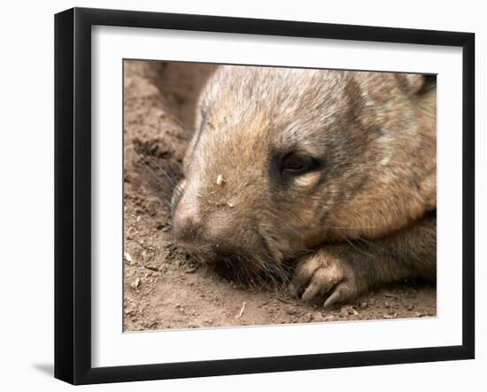 Southern Hairy Nosed Wombat, Australia-David Wall-Framed Premium Photographic Print