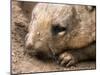Southern Hairy Nosed Wombat, Australia-David Wall-Mounted Premium Photographic Print