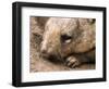 Southern Hairy Nosed Wombat, Australia-David Wall-Framed Photographic Print