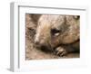 Southern Hairy Nosed Wombat, Australia-David Wall-Framed Photographic Print