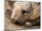Southern Hairy Nosed Wombat, Australia-David Wall-Mounted Photographic Print