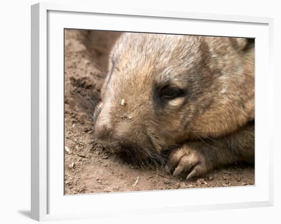 Southern Hairy Nosed Wombat, Australia-David Wall-Framed Photographic Print