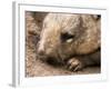 Southern Hairy Nosed Wombat, Australia-David Wall-Framed Photographic Print