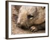 Southern Hairy Nosed Wombat, Australia-David Wall-Framed Photographic Print