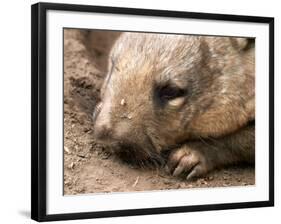 Southern Hairy Nosed Wombat, Australia-David Wall-Framed Photographic Print