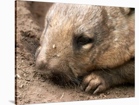 Southern Hairy Nosed Wombat, Australia-David Wall-Stretched Canvas