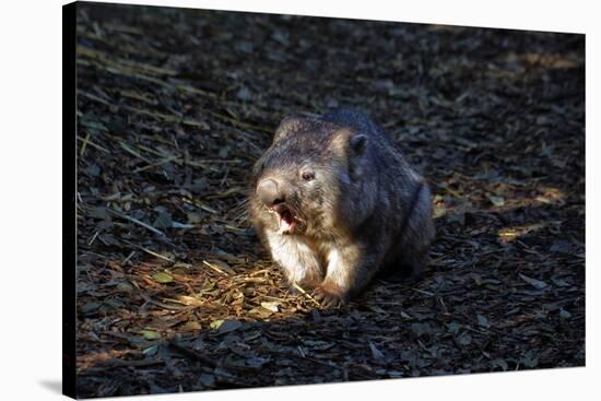 Southern Hairy-Nosed Wombat Yawning-PomInOz-Stretched Canvas