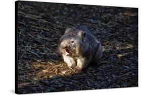 Southern Hairy-Nosed Wombat Yawning-PomInOz-Stretched Canvas