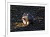 Southern Hairy-Nosed Wombat Yawning-PomInOz-Framed Photographic Print