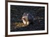 Southern Hairy-Nosed Wombat Yawning-PomInOz-Framed Photographic Print