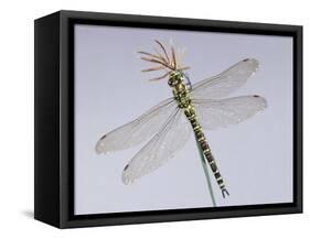 Southern Hawker Dragonfly (Aeshna Cyanea) Female, UK-Kim Taylor-Framed Stretched Canvas