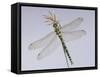 Southern Hawker Dragonfly (Aeshna Cyanea) Female, UK-Kim Taylor-Framed Stretched Canvas