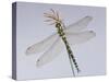 Southern Hawker Dragonfly (Aeshna Cyanea) Female, UK-Kim Taylor-Stretched Canvas
