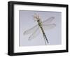 Southern Hawker Dragonfly (Aeshna Cyanea) Female, UK-Kim Taylor-Framed Premium Photographic Print
