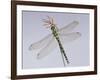 Southern Hawker Dragonfly (Aeshna Cyanea) Female, UK-Kim Taylor-Framed Photographic Print